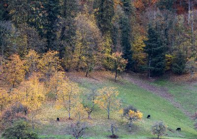 Oberer Schwärzenbachhof Gegengenbach