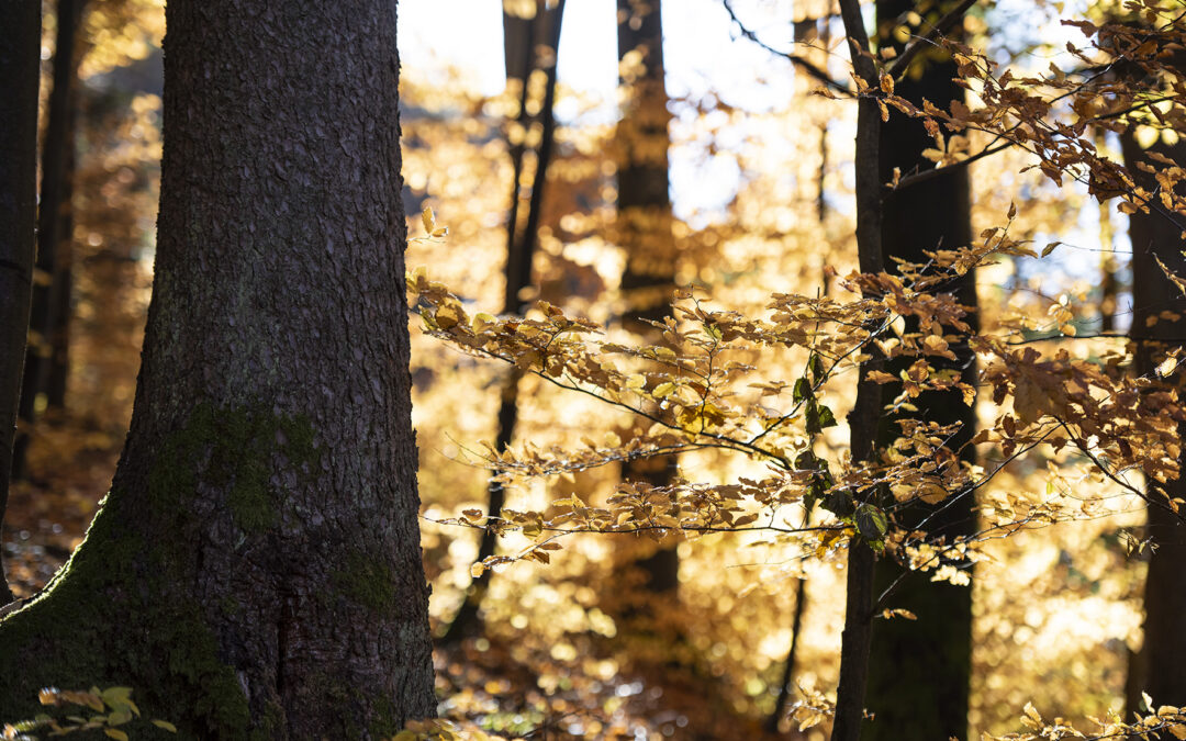 Der Herbst ist schon da