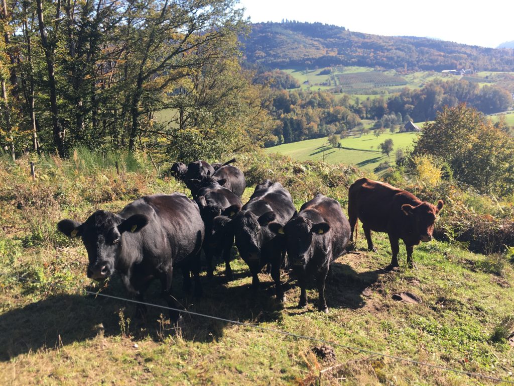 Angus Rinder vom Oberen Schwärzenbachhof