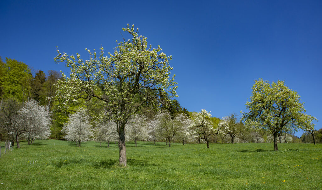 Streuobstwiesen auf dem Oberen Schwärzenbachhof