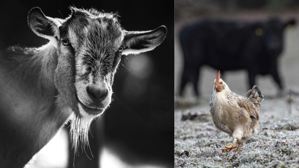 Tiere auf dem Oberen Schwärzenbachhof