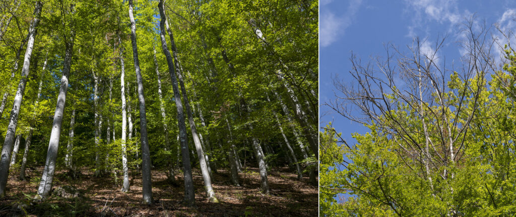 Auch ein Problem auf dem Oberen Schwärzenbachhof: Der Wald leidet unter der Trockenheit des Sommers